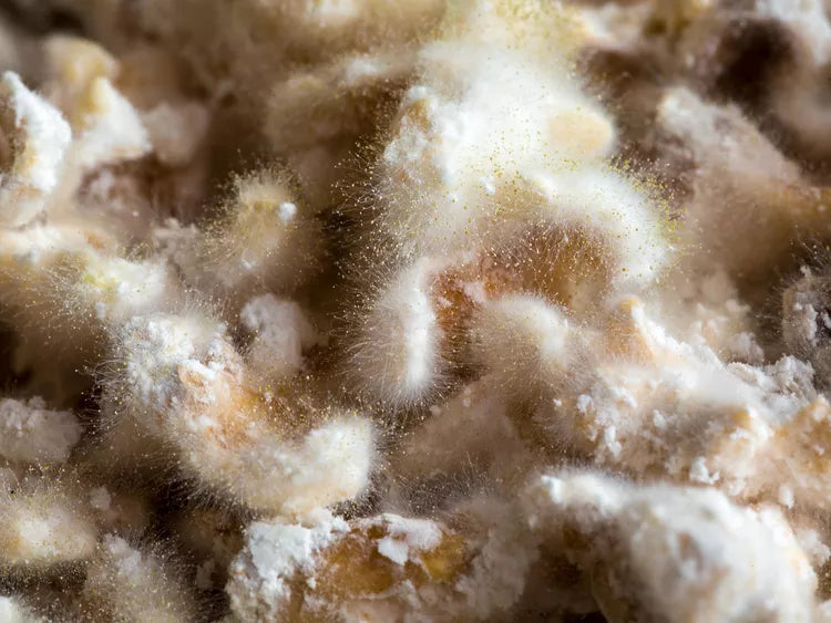KOJI Spores