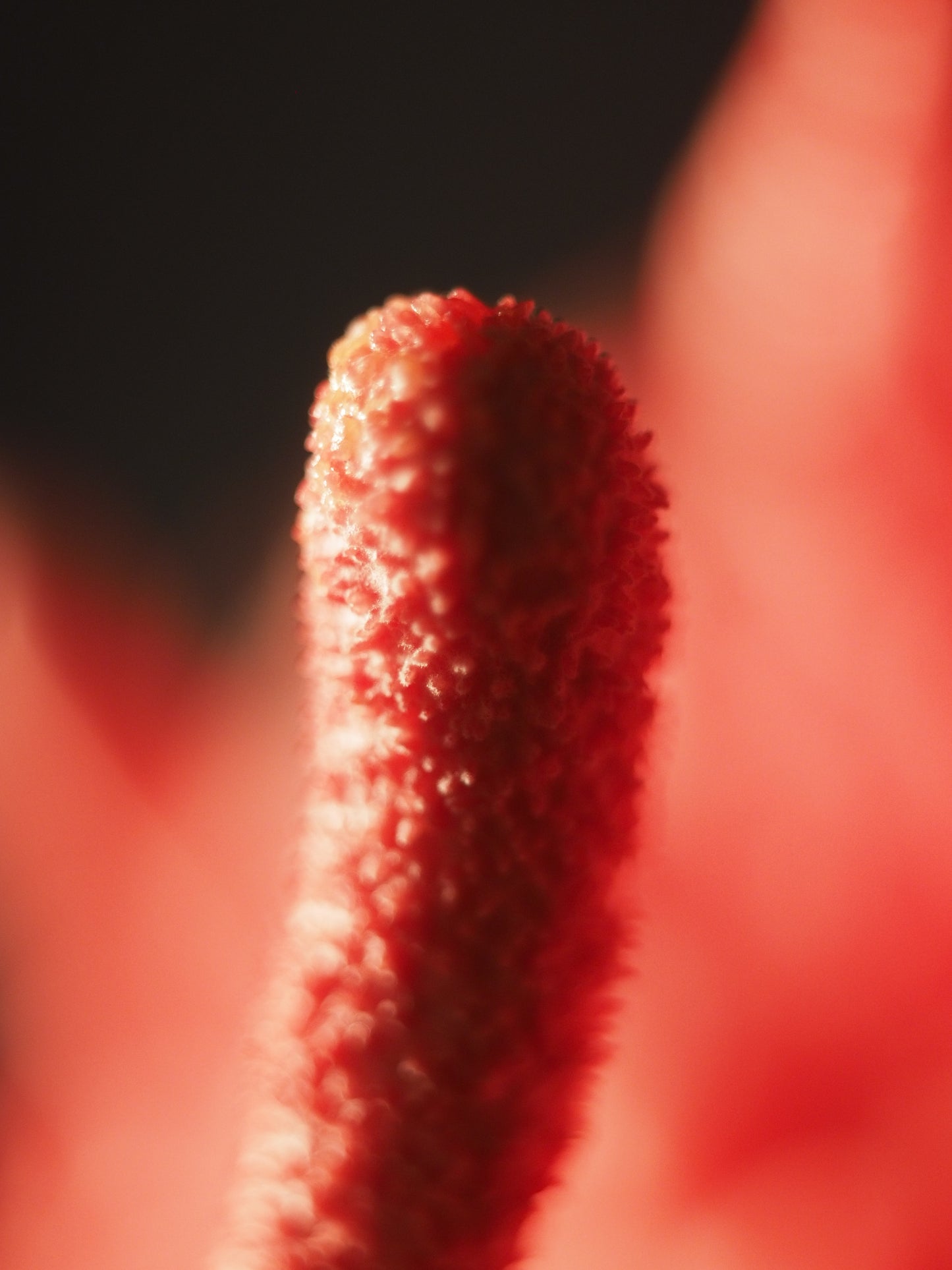 1oz Dried Cordyceps Militaris Fruiting Bodies