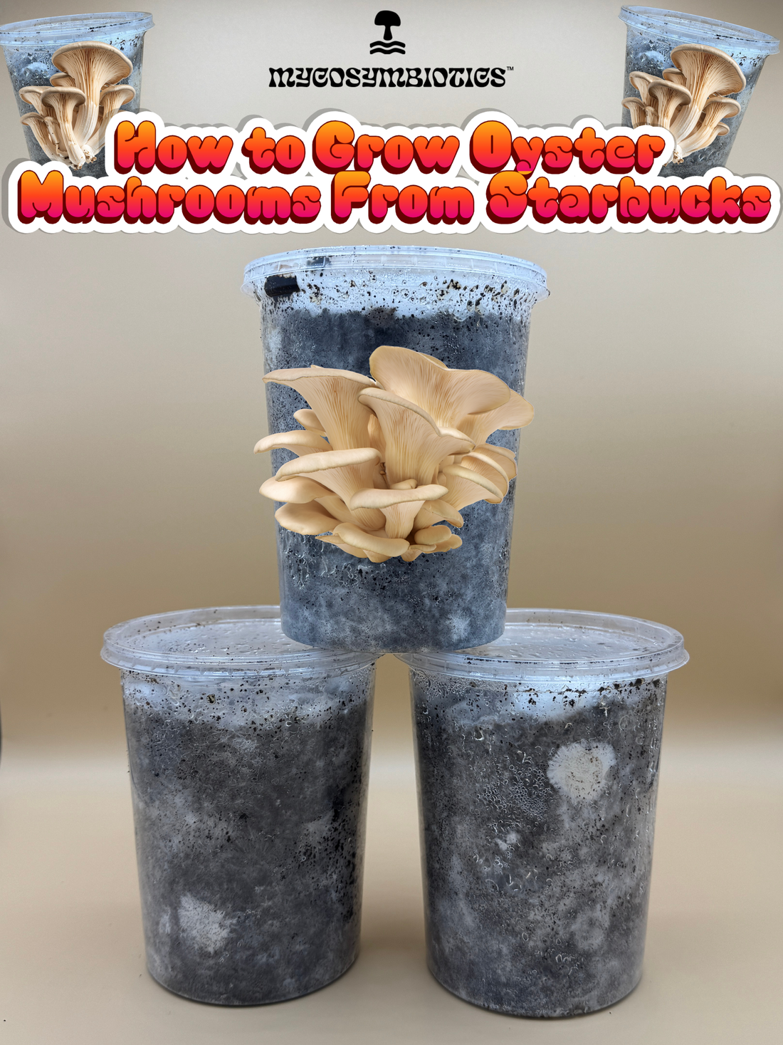 How to Grow Oyster Mushrooms From Starbucks Coffee Grounds Using Takeout Deli Cups