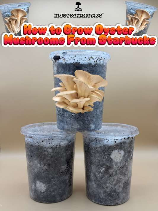 How to Grow Oyster Mushrooms From Starbucks Coffee Grounds Using Takeout Deli Cups