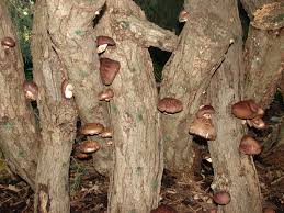Wild Shitake Found In New England