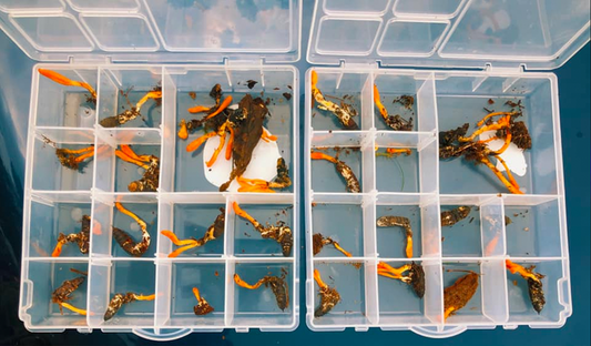 Stalking The Wild Cordyceps Militaris *Excerpt From Book*
