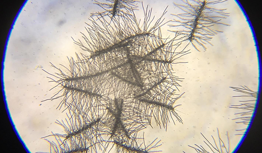 Fungi May Not Have Been The First Terrestrial Organism
