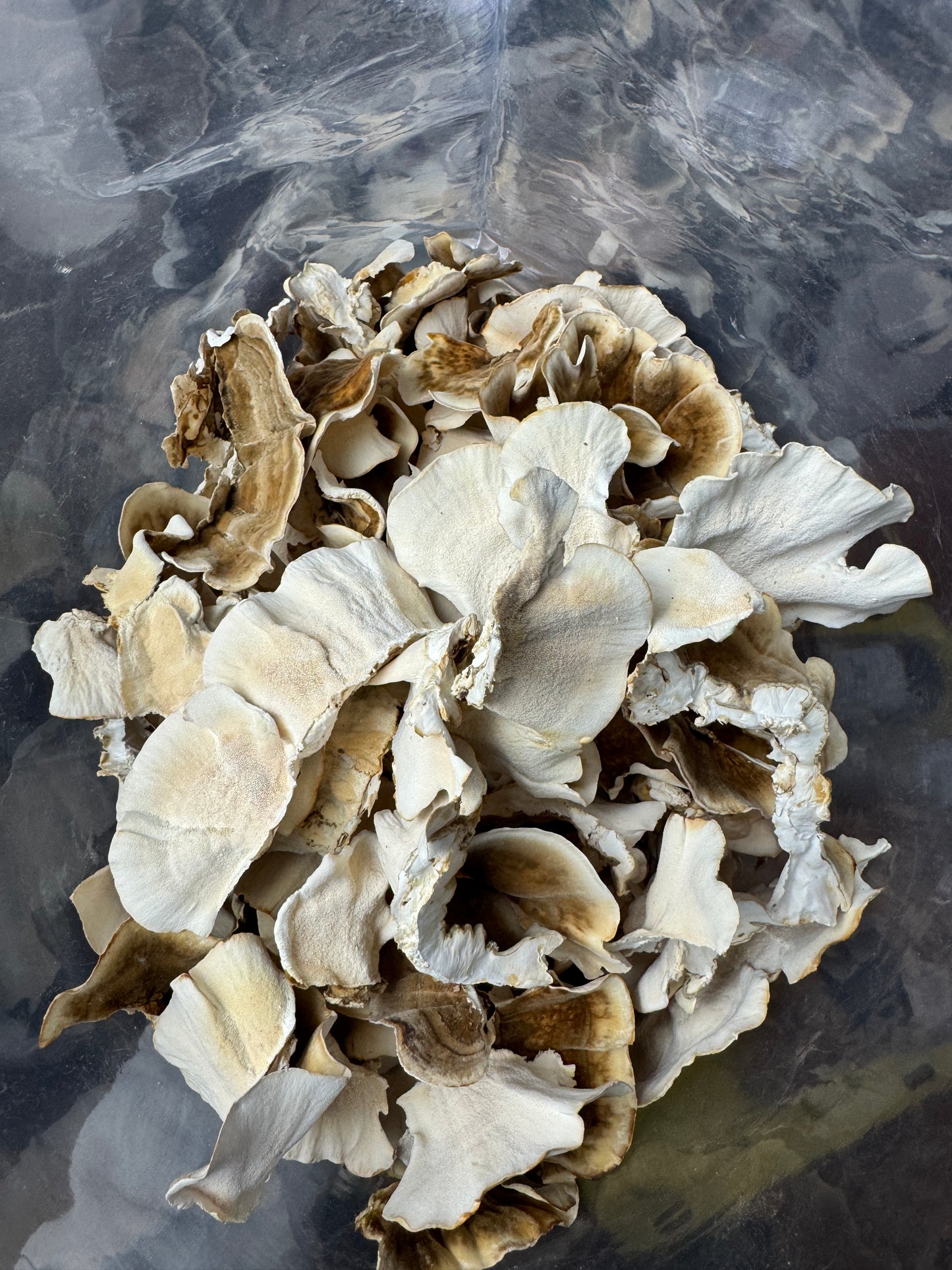 Dried Culinary & Medicinal Mushrooms