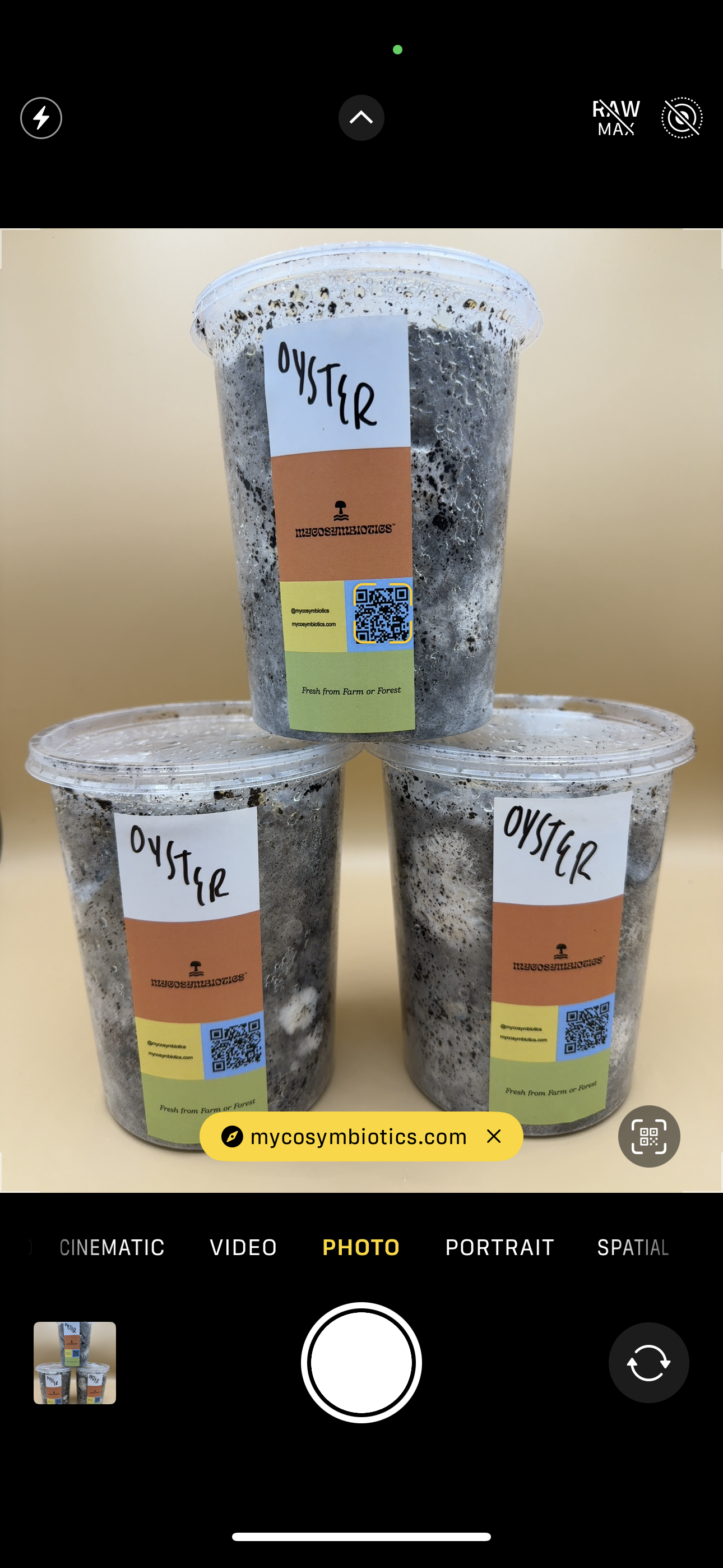 Ready-to-Fruit Oyster Mushroom Grow Cup