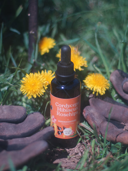 Cordyceps Hibiscus Rosehips Tincture