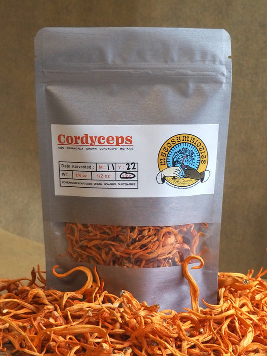 1oz Dried Cordyceps Militaris Fruiting Bodies