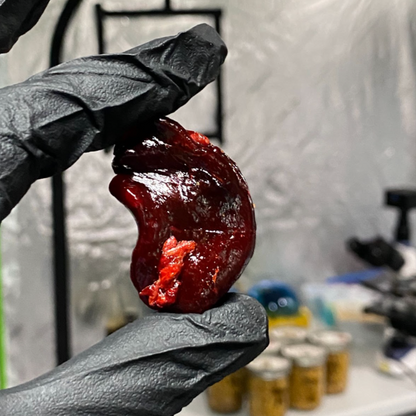 Pure Mushroom Oleoresin